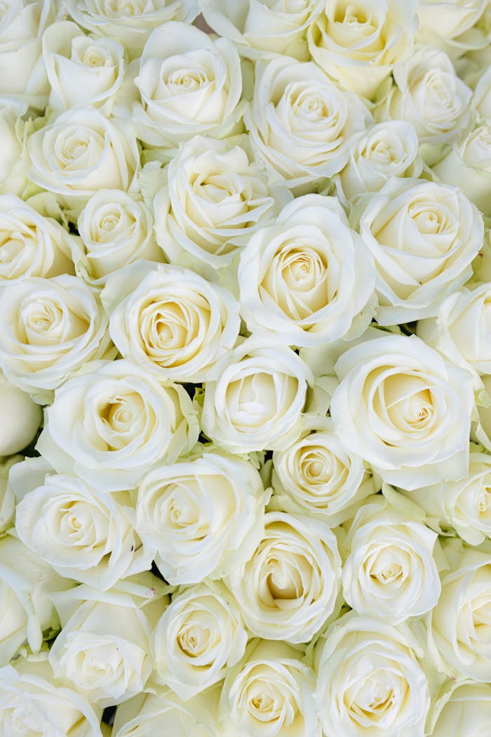 A close-up view of fresh white roses showcasing their delicate petals and elegance.